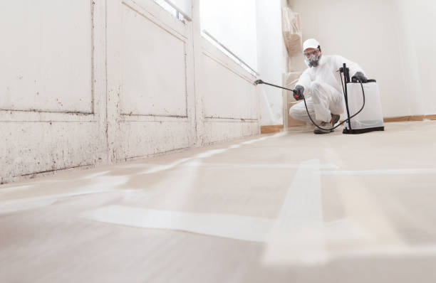 Black mold remediation team in Saint Michaels
