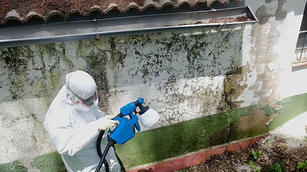 Mold Removal service in Saint Michaels